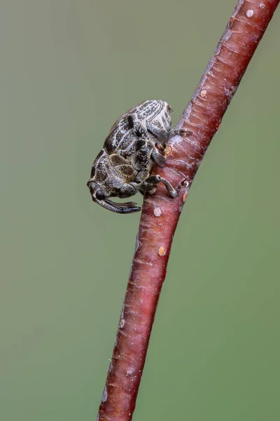 Insekt Vild Skalbagge Mogulones Geographicus — Stockfoto
