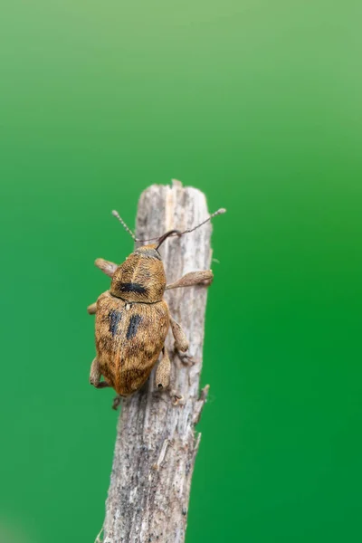 Insekt Rüsselkäfer Curculio Venosus — Stockfoto