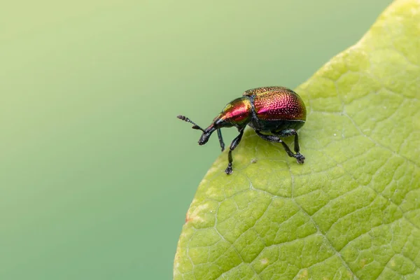 Insekt Rüsselkäfer Byctiscus Populi — Stockfoto