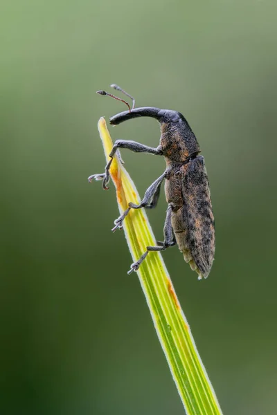 Insecto Besouro Mato Lixus Fasciculatus — Fotografia de Stock