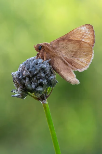 Moth Drinker Euthrix Potatoria — Stock Photo, Image