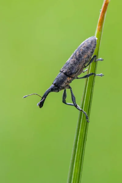 Hmyz Weevil Brouk Lixus Fasciculatus — Stock fotografie