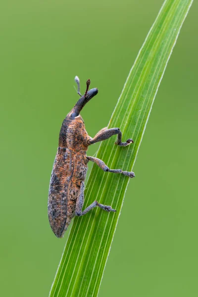 Insect Weevil Beetle Lixus Punctiventris — Stock Photo, Image