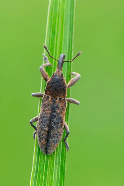 Insect Weevil Beetle Lixus Punctiventris — Stock Photo, Image