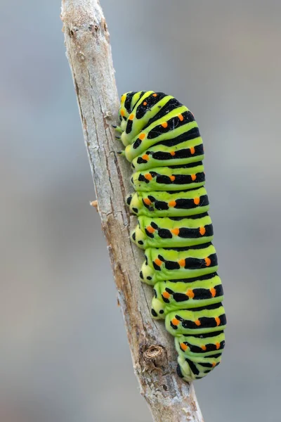 Έντομο Κάμπια Του Papilio Machaon Old World Sallowtail — Φωτογραφία Αρχείου