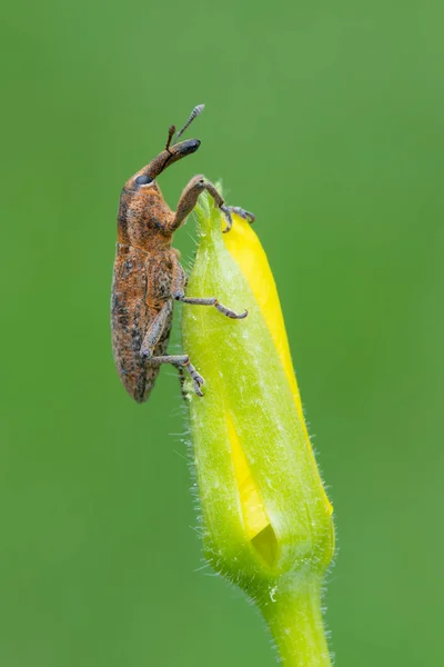 Insecten Kever Lixus Punctiventris — Stockfoto
