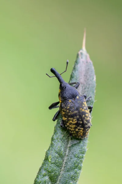 Böcek Böcek Böcek Larinus Sturnus — Stok fotoğraf