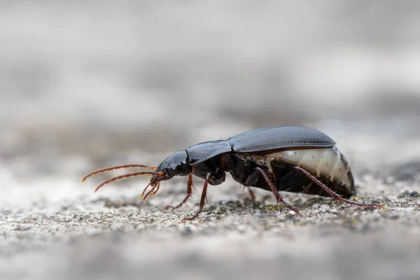 Insect Ground Beetle Calathus Fuscipes — Stock Photo, Image