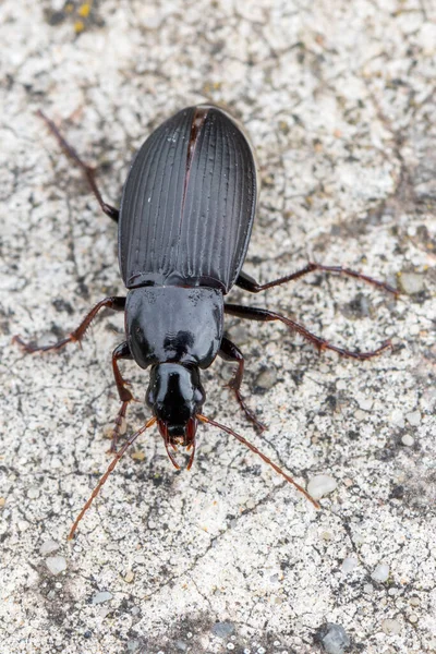 Insect Ground Beetle Calathus Fuscipes — Stock Photo, Image