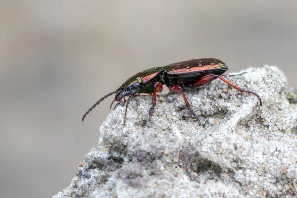 Hmyz Brouk Pterostichus Pilosus — Stock fotografie