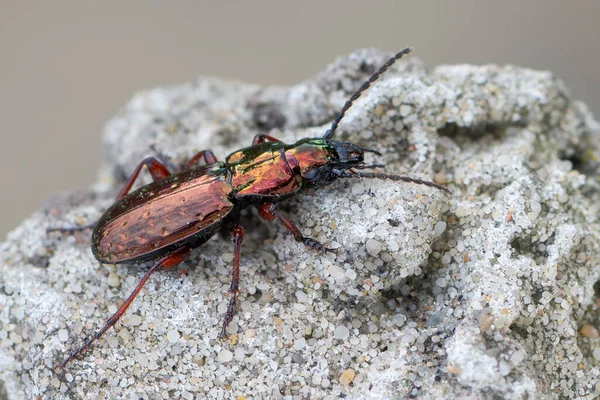 Böcek Yer Böceği Pterostichus Pilosus — Stok fotoğraf