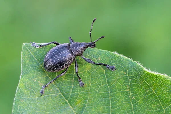 Insect Weevil Beetle Liophloeus Gibbus — Stock Photo, Image
