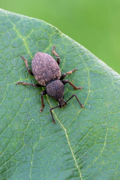 Insecto Besouro Mato Otiorhynchus Raucus — Fotografia de Stock