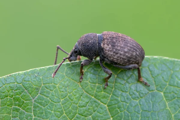 Insecto Escarabajo Picudo Otiorhynchus Raucus — Foto de Stock