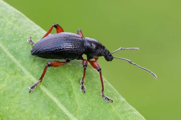 Insect Weevil Beetle Otiorhynchus Tenebricosus — Stock Photo, Image