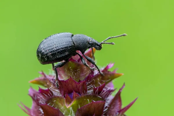 Böcek Böcek Böcek Otiorhynchus — Stok fotoğraf