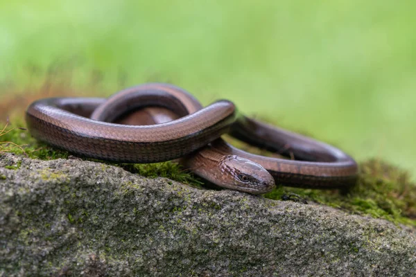 Reptil Blindmask Anguis Fragilis Marken — Stockfoto