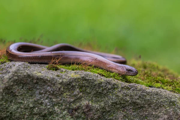Reptile Blindworm Anguis Fragilis Ground — Stock Photo, Image