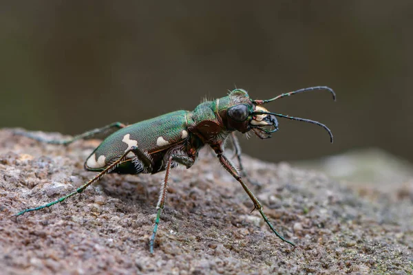 Böcek Kaplan Böceği Cicindela Sylvicola — Stok fotoğraf