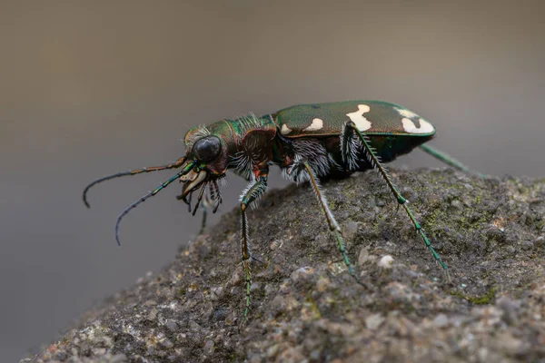 Insecten Tijgerkever Cicindela Sylvicola — Stockfoto