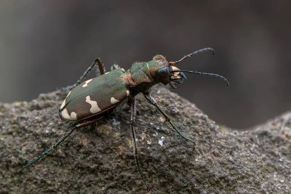 Böcek Kaplan Böceği Cicindela Sylvicola — Stok fotoğraf