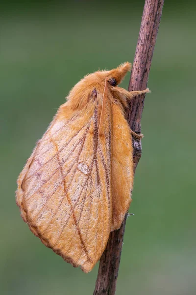 Güve Çici Euthrix Potatoria — Stok fotoğraf