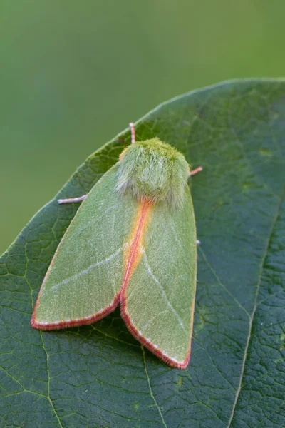 Insect Green Silver Lines Pseudoips Prasinana — Stock Photo, Image