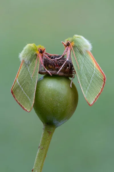 Böcek Yeşil Gümüş Çizgiler Pseudoips Prasinana — Stok fotoğraf