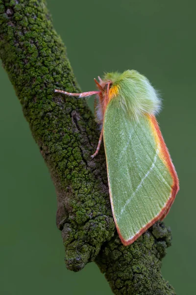 Insect Green Silver Lines Pseudoips Prasinana — Stock Photo, Image