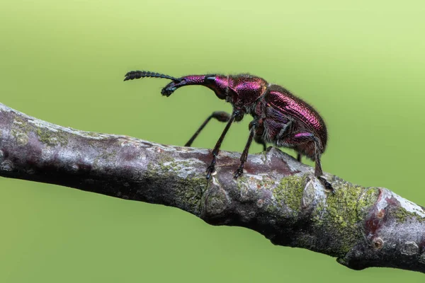 さくらんぼの実の悪 Rhynchites Auratus ストック画像