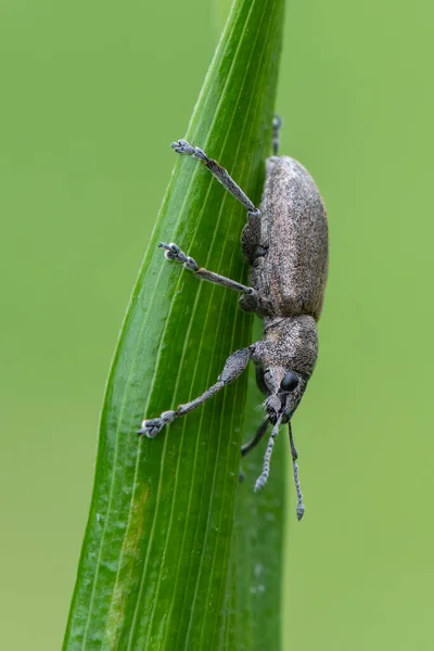 Owad Chrząszcz Chwastny Tanimecus Palliatus Zdjęcie Stockowe