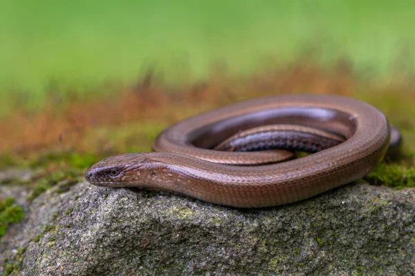 Gad Blindworm Anguis Fragilis Ziemi Obraz Stockowy