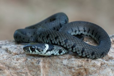 Makro doğal çim yılan 