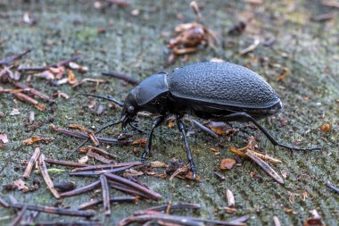 böceği Carabus coriaceus