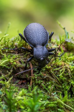 böceği Carabus coriaceus