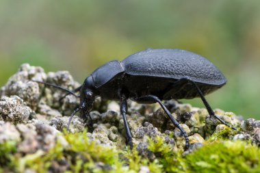 böceği Carabus coriaceus