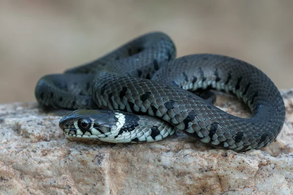 Macro of a grass snake in the nature — Stock Photo, Image