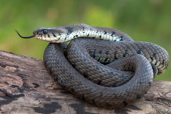 Macro de una serpiente de hierba en la naturaleza —  Fotos de Stock