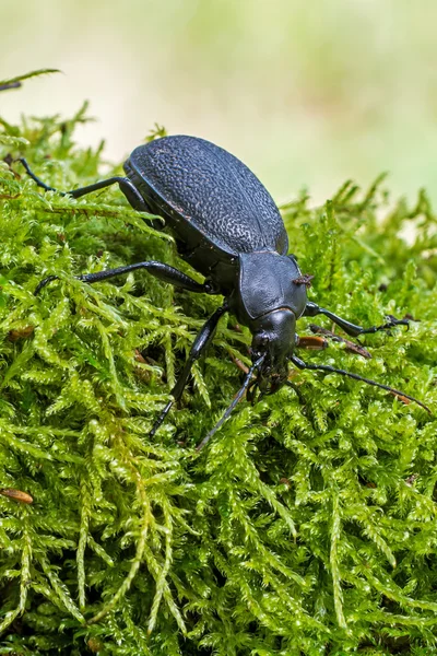 Beetle Carabus coriaceus — Stock Photo, Image