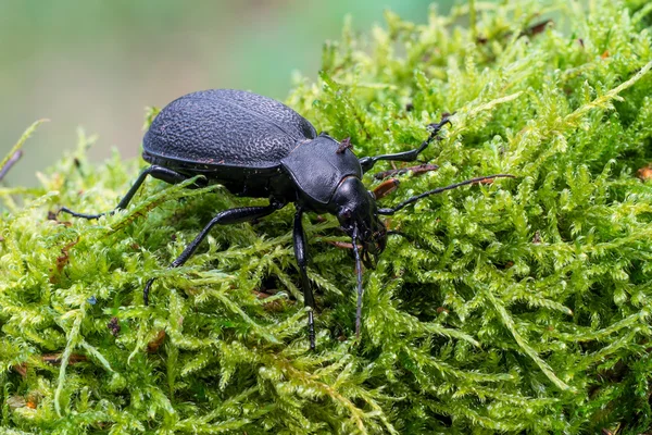 Besouro Carabus coriaceus — Fotografia de Stock