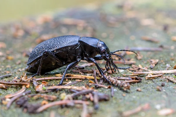 Carabus coriaceus — стоковое фото