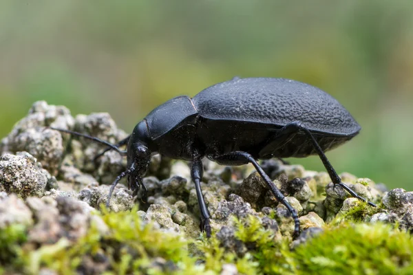 甲虫大步 coriaceus — 图库照片