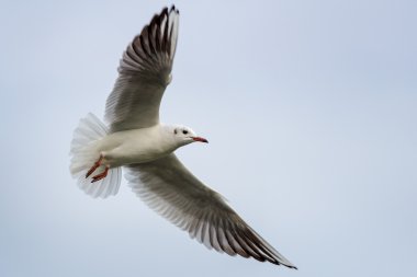 Karabaş martı - chroicocephalus ridibundus