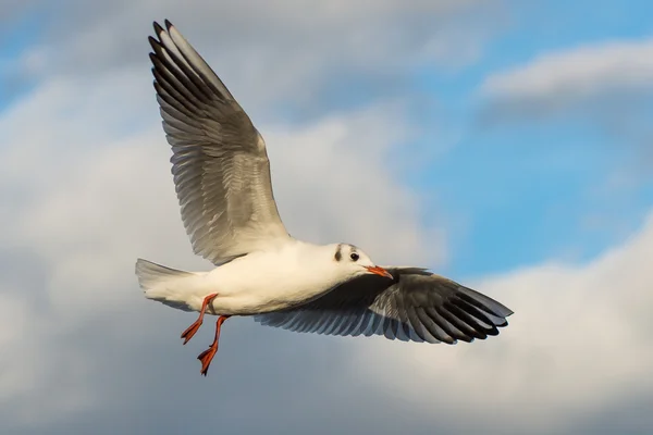 Gaviota de cabeza negra - Chroicocephalus ridibundus — Foto de Stock