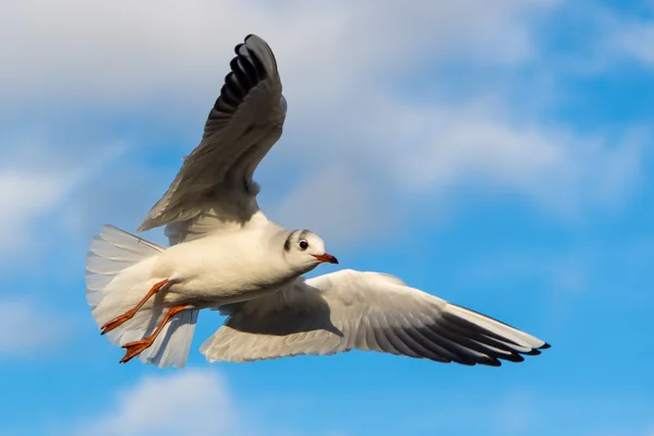 Gaviota de cabeza negra - Chroicocephalus ridibundus — Foto de Stock