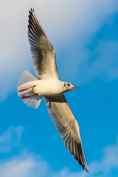 Black-headed gull - Chroicocephalus ridibundus — Stock Photo, Image