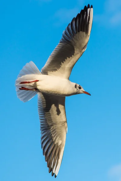 Black-headed gull - Chroicocephalus ridibundus — Stock Photo, Image