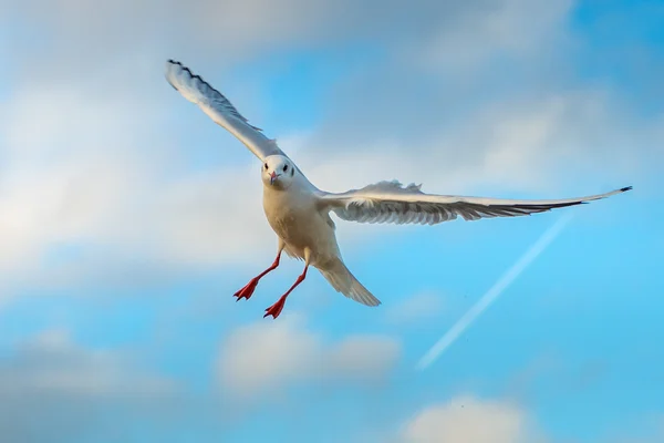 Black-headed gull - Chroicocephalus ridibundus — Stock Photo, Image