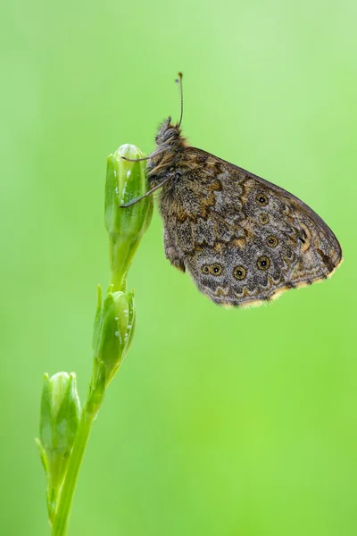 The Wall Brown, Lasiommata megera — Stock Photo, Image