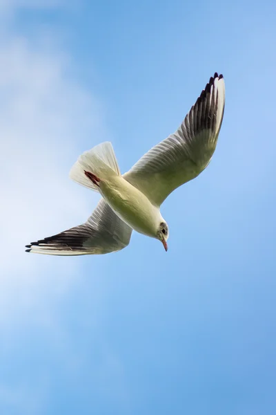 Gaviota de cabeza negra - Chroicocephalus ridibundus — Foto de Stock